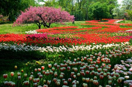 美丽的北京植物园_400字