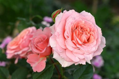 玫瑰花园（2）_500字