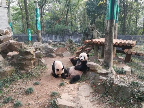 杭州Zoo_400字