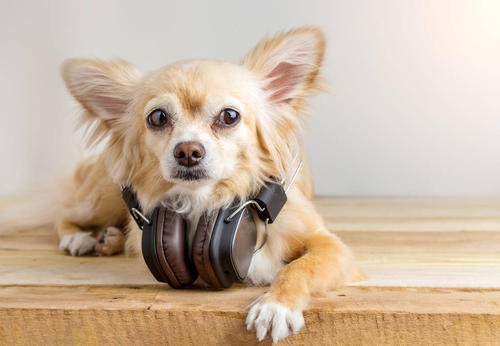 动物听音乐