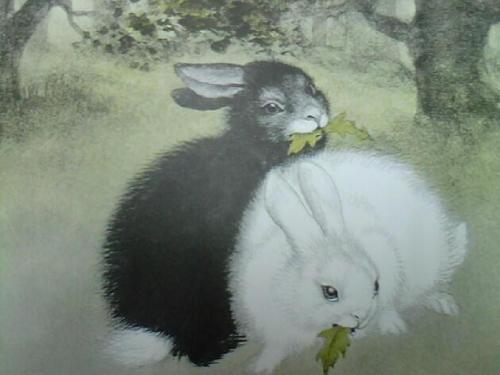黑兔子用白色兔子_700字