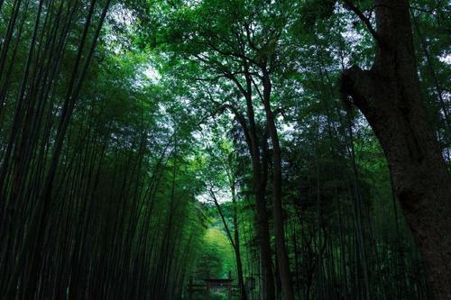 [清明节]雨后，竹林_700字