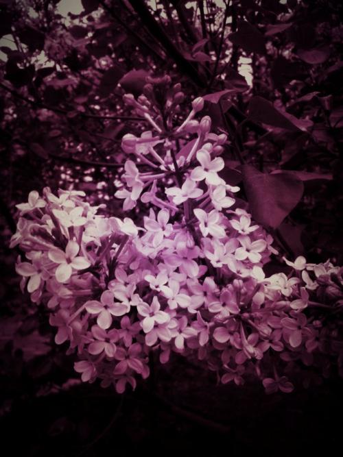 在淡紫色的花朵的那一天_900字