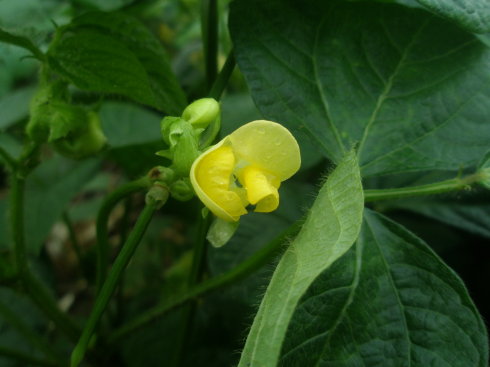 花代码？红豆绿豆_3000字