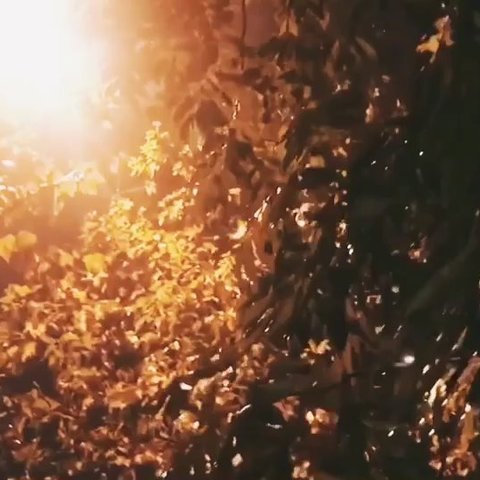 秋天的雨夜_700字