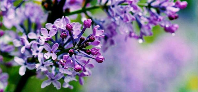 母亲的美丽段落：雨中的紫色瀑布_700字