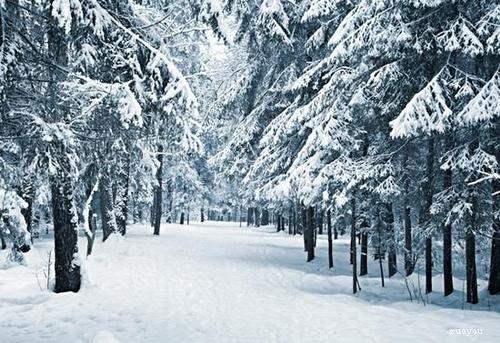 雪景的构图：美丽的雪景_300字