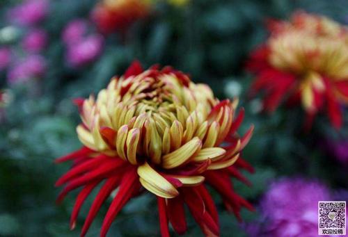Chrysanthemum _500字
