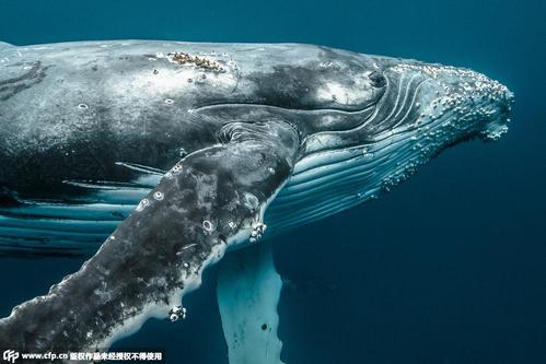 人类鲸鱼传奇