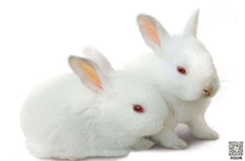 可爱的小白色兔子_385字