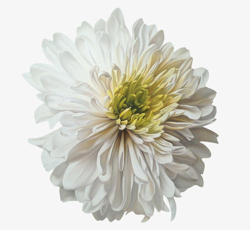 Chrysanthemum _650字