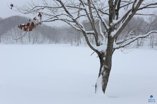 雪地上的构图：雪的美丽雪花_600字