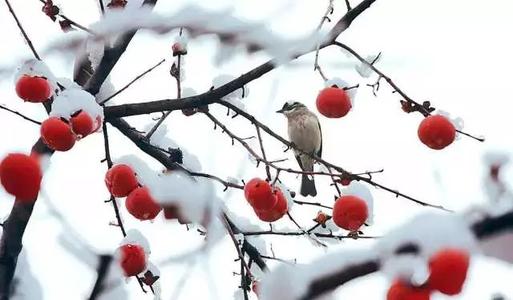 我喜欢冬天的雪_300字