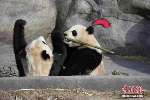 一年级组成：巨大的熊猫在动物园里_350字