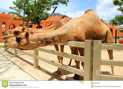 [PK Tour]关于动物组成：我爱我的家乡骆驼_550字