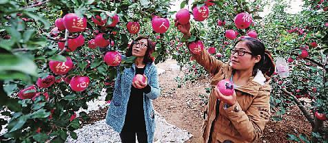 Apple Garden Tour_700字