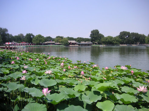 莲花池