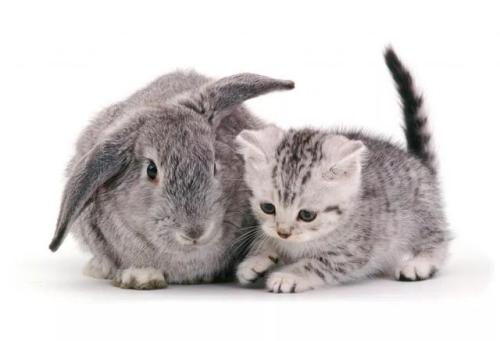 猫和兔子对话_350字