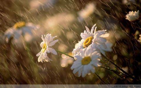 雏菊在雨中