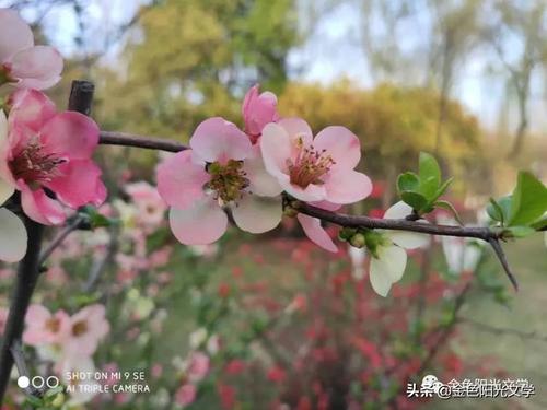 春天即将到来（Ge Xiangyu）_500字