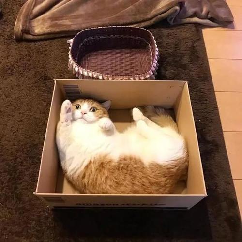 在盒子里的小猫