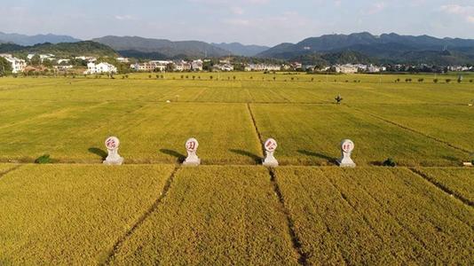 四季稻田