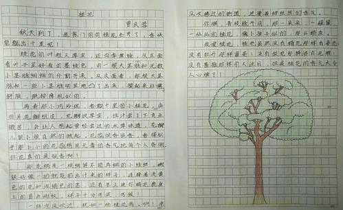 品味的作品：桂花味道_400字