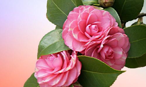 关于花的构成：中国最美丽的花_400字