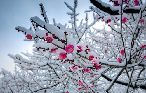 在雪景上的构图：像雪中的梅花_700字