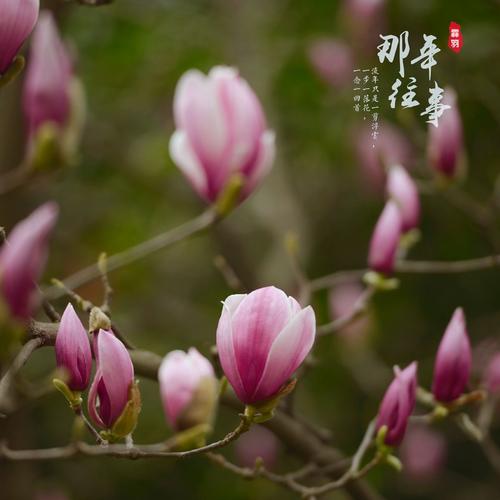 新沂花在风中摇晃_900字