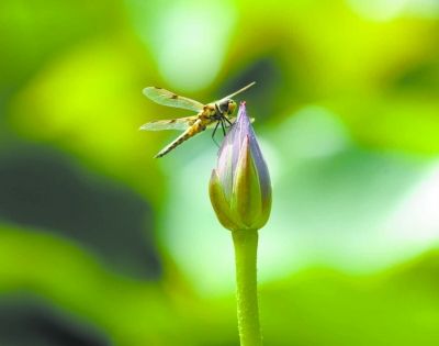 小莲花尖锐，早期蜻蜓