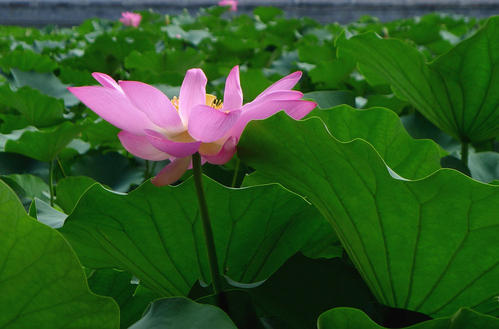 莲花叶是无限的，莲花是不同的。