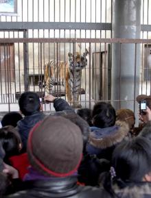 2月FARAY：我看着老虎的年，春节晚上_1200字