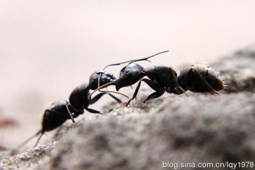 蚂蚁的战争_250字