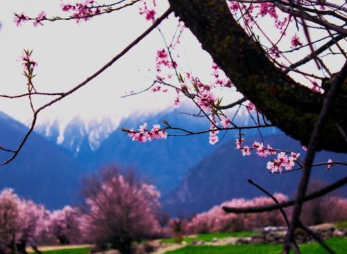 花朵开花，仰春日3月日_1200字