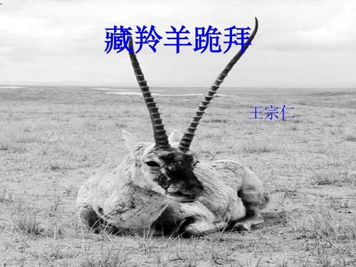 “藏羚羊崇拜”感情_500字