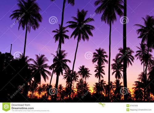 （例如大约）椰子树下的约会_1500字