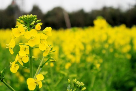 用油菜籽的组成：油菜籽_250字