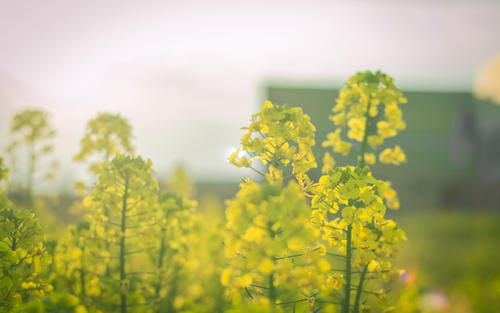 用油菜籽的组成：油菜籽_400字