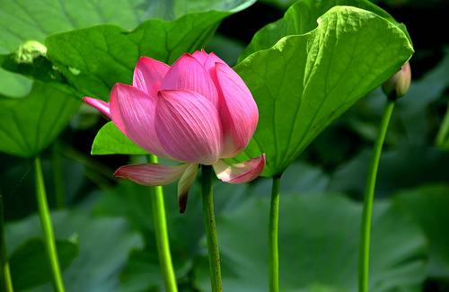 竹子种子绿色，莲花在莲花