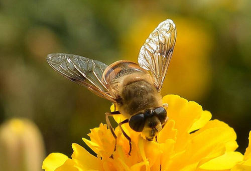 蜜蜂生活_800字