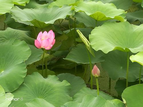 水面清澈，一个乘坐风批次