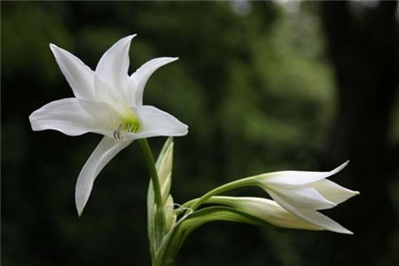 观察发现 - 百合花_300字