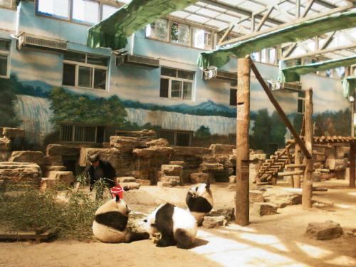 北京动物园旅游_450字