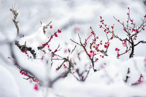 雪，自由步行花