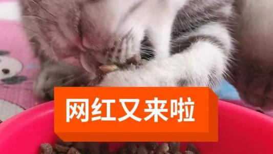 [猫的故事]继续写[1] _350字