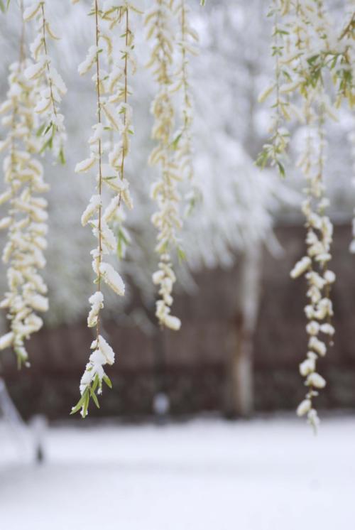 爱上雪_600字