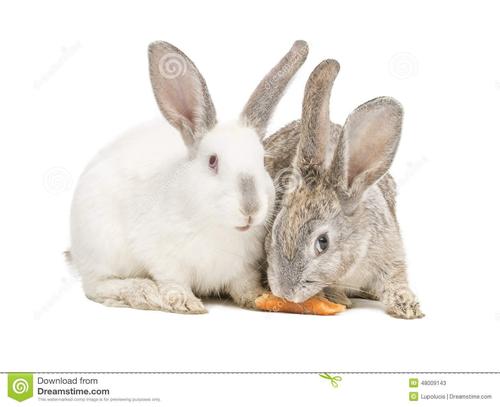 两个兔子