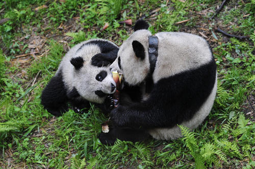 寻找狂野的大熊猫