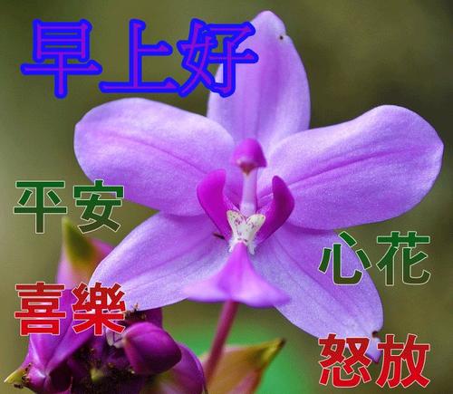 特殊的“花”_900字